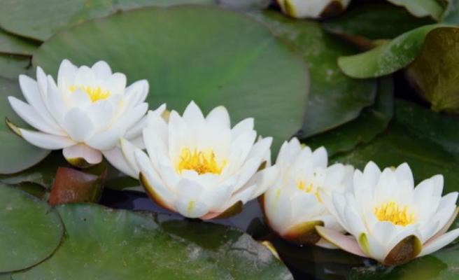 睡莲的花语与寓意——如何用花语解读睡莲的开花时刻(揭秘睡莲开花时的情感密码) 睡莲的花语与寓意——如何用花语解读睡莲的开花时刻(揭秘睡莲开花时的情感密码)