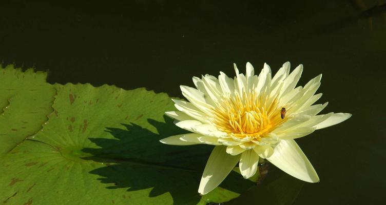 睡莲的花语与寓意——如何用花语解读睡莲的开花时刻(揭秘睡莲开花时的情感密码) 睡莲的花语与寓意——如何用花语解读睡莲的开花时刻(揭秘睡莲开花时的情感密码)
