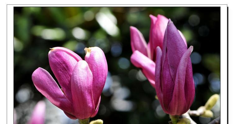 春天的花海(以鲜花为媒) 春天的花海(以鲜花为媒)