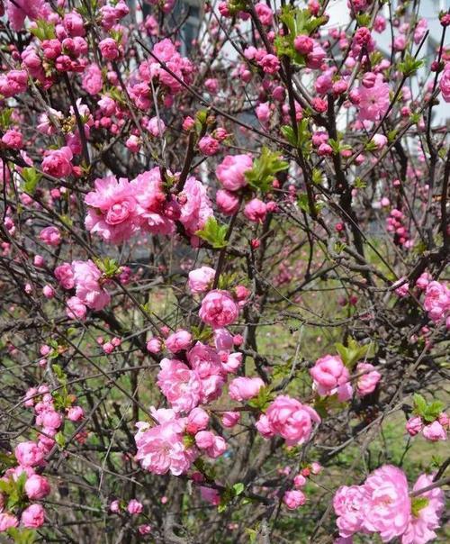 春天的花海(以鲜花为媒) 春天的花海(以鲜花为媒)
