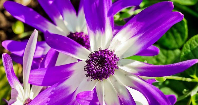 春天的花海(以鲜花为媒) 春天的花海(以鲜花为媒)