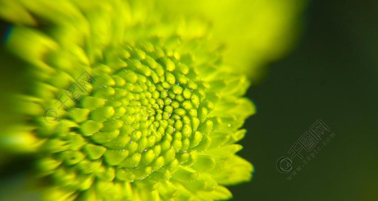 绿菊花的花语与寓意（祝福与希望）