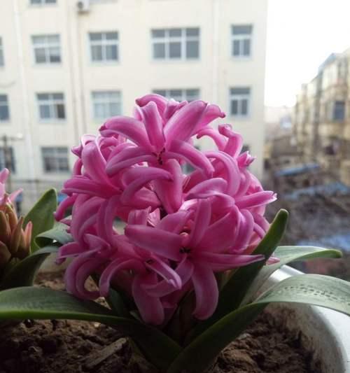 风信子（芬芳四溢的春天）