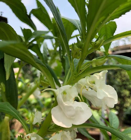 凤仙花（探秘凤仙花的花语与传说）