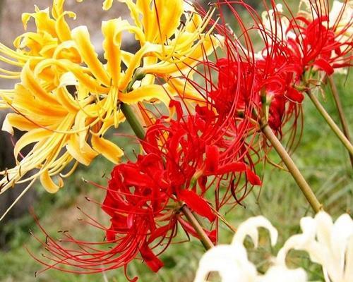 石蒜花（探寻石蒜花的寓意及其启示）