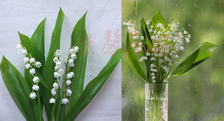 铃兰花（象征纯洁与希望的白色花朵）