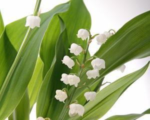 铃兰花(象征纯洁与希望的白色花朵) 铃兰花(象征纯洁与希望的白色花朵)