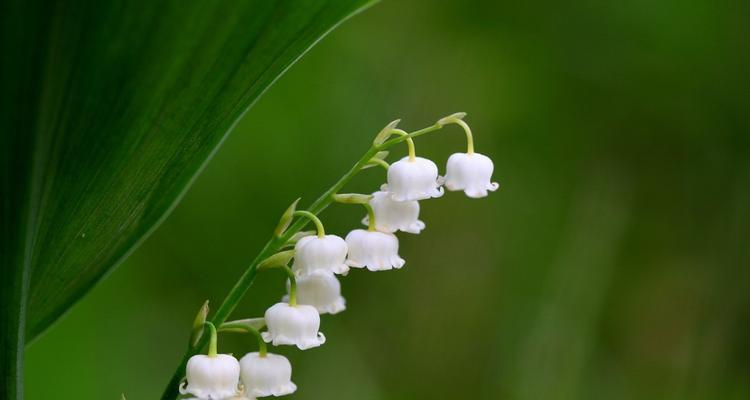 铃兰花(象征纯洁与希望的白色花朵) 铃兰花(象征纯洁与希望的白色花朵)