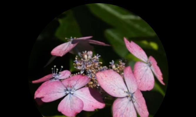 花花语解析——背叛还是忠诚?(揭开花的真正含义)