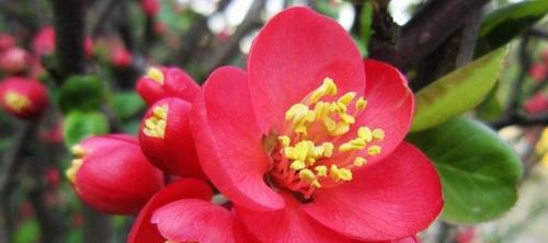 四季海棠花(四季海棠花的寓意深远)