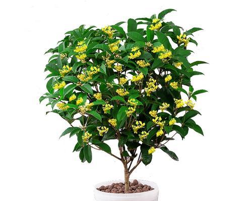 四季桂花养护全攻略（打造更加旺盛的四季桂花）