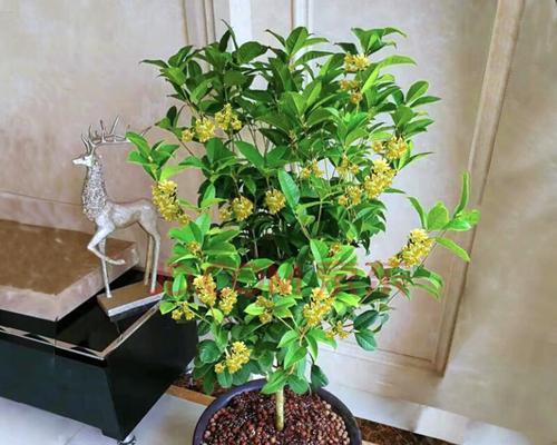 四季桂花养护全攻略（打造更加旺盛的四季桂花）