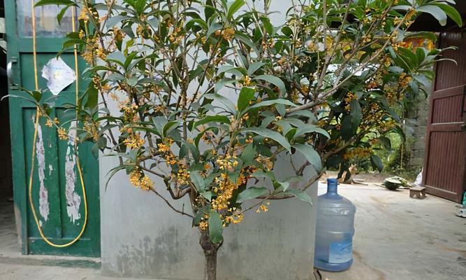 四季桂花养护全攻略（打造更加旺盛的四季桂花）