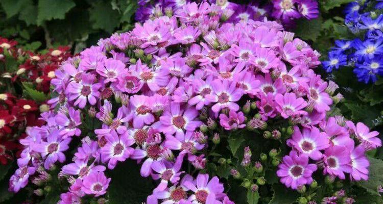 瓜叶菊花语与情感的奇妙共鸣（探秘瓜叶菊的神秘花语）