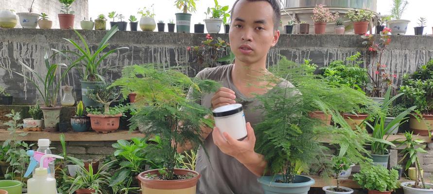 文竹的生长助手——磷酸二氢钾（用磷酸二氢钾）