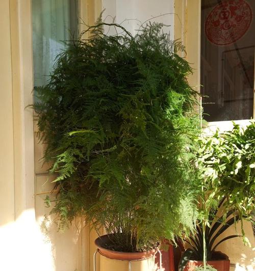 文竹的生长助手——磷酸二氢钾（用磷酸二氢钾）