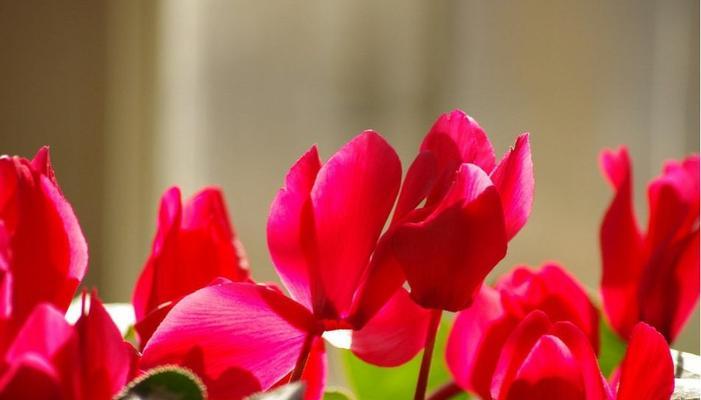 仙客来花语之美——花开花落，情动人心（探寻仙客来花语的深层含义）