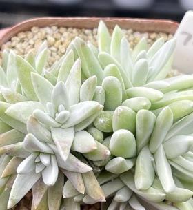 白菊多肉的土配方（打造健康多肉生长的土质秘笈）