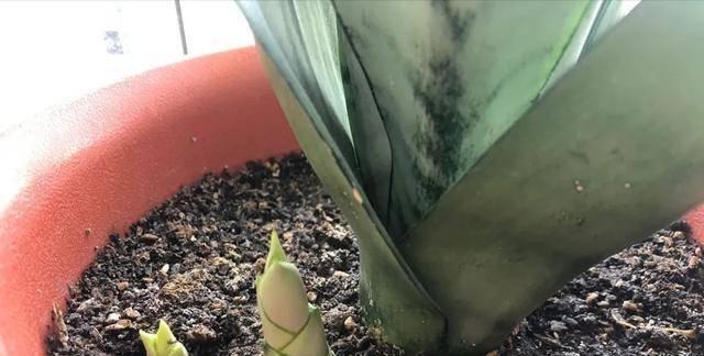 虎皮兰的土壤配方与种植技巧（打造适合虎皮兰生长的土壤）