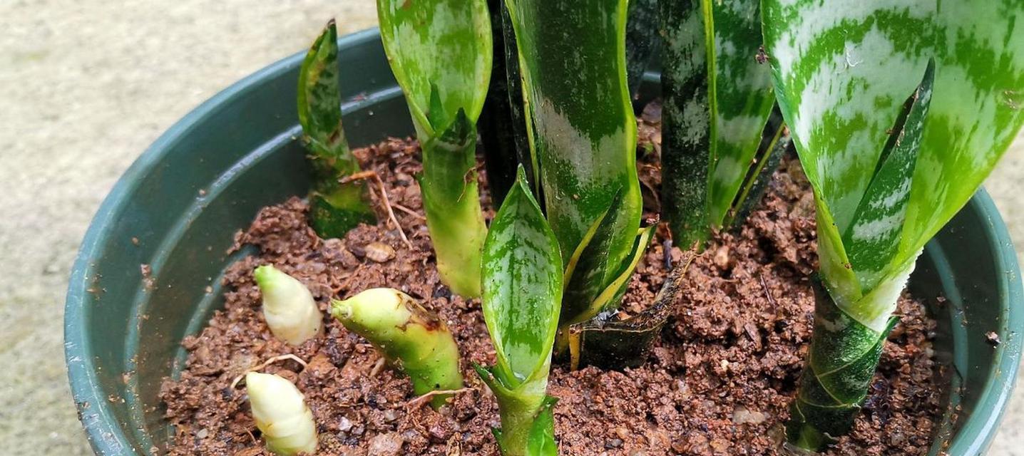 虎皮兰的土壤配方与种植技巧（打造适合虎皮兰生长的土壤）
