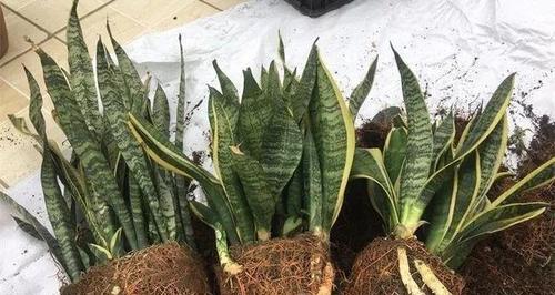 虎皮兰的土壤配方与种植技巧（打造适合虎皮兰生长的土壤）