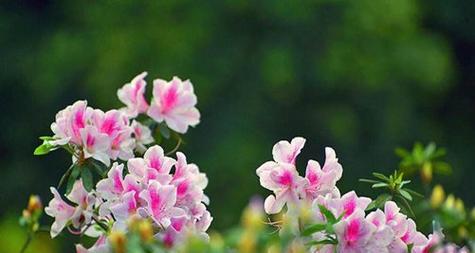 杜鹃花的象征意义(揭示杜鹃花背后隐藏的意义)