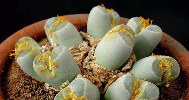 生石花多肉的完美养护方法（打造健康美丽的多肉植物）