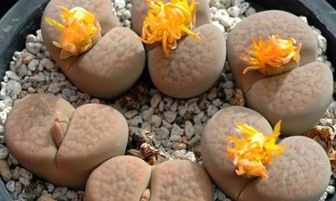 生石花多肉的完美养护方法（打造健康美丽的多肉植物）