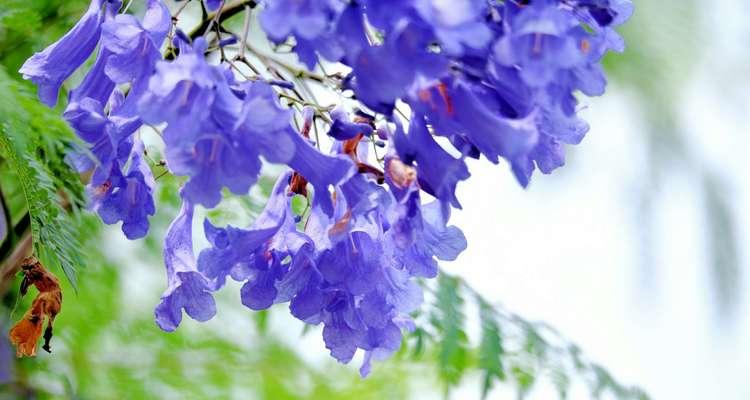 蓝楹花的花语与意义(蓝楹花的美丽与寓意)_花植网