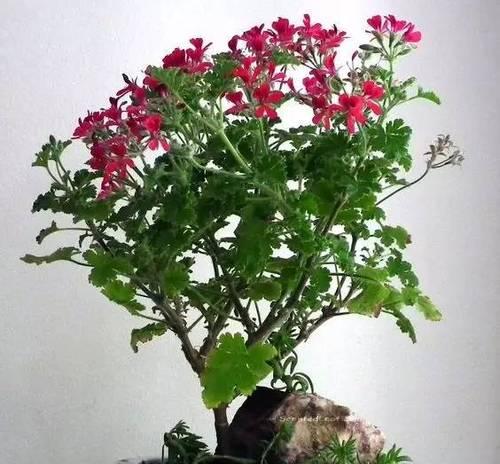 家里养天竺葵吉利吗?(探讨家居风水与养护天竺葵的关系) 家里养天竺葵吉利吗?(探讨家居风水与养护天竺葵的关系)