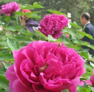 牡丹花开放季节(一年四季盛开)
