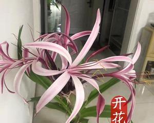文殊兰花语的含义及传承（文殊兰花语的由来和象征意义）
