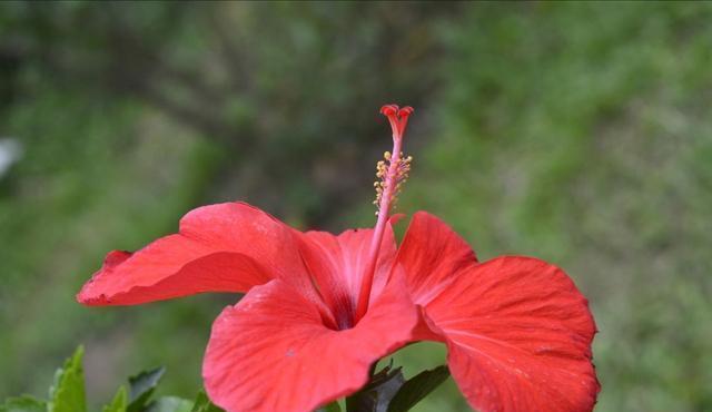 冬季来临,扶桑花怕冷吗?(扶桑花冬季保养注意事项)