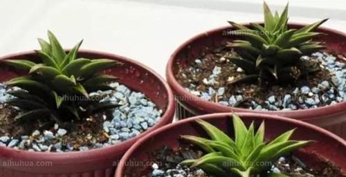 如何正确换盆飞羽竹芋（注意事项和步骤详解）