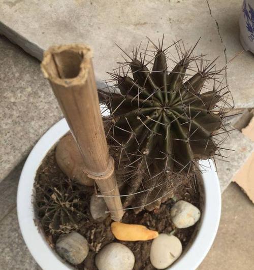 仙人球换盆的时间和技巧（让你的仙人球茁壮成长的秘密）