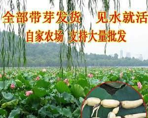 探秘莲藕产季（一年四季莲藕有吗）