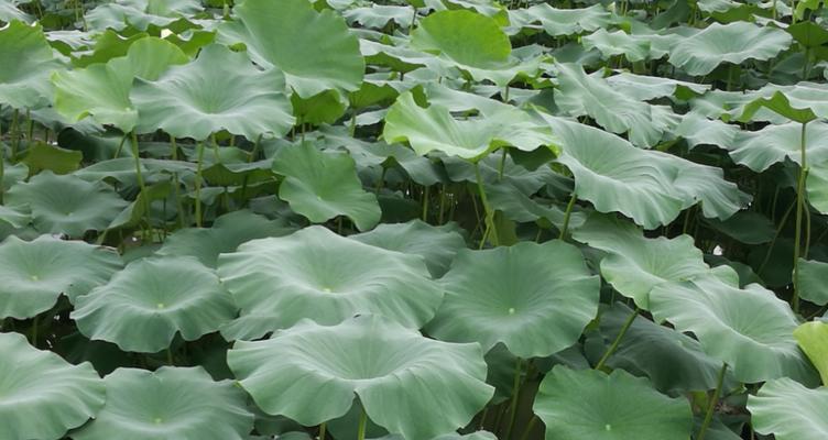 探秘莲藕产季（一年四季莲藕有吗）