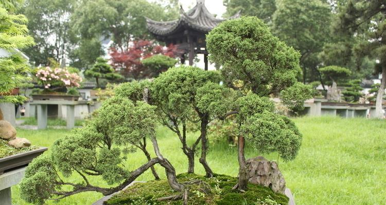 院子里可以种什么样的树?——探讨柏树在院子里的适应性(柏树的特点)