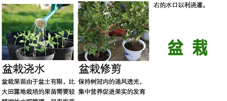 盆栽蓝莓的修剪方法(打造健康美丽的盆栽蓝莓树) 盆栽蓝莓的修剪方法(打造健康美丽的盆栽蓝莓树)