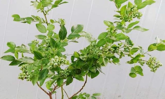 盆栽蓝莓的修剪方法(打造健康美丽的盆栽蓝莓树) 盆栽蓝莓的修剪方法(打造健康美丽的盆栽蓝莓树)