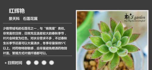 虹之玉叶插多久发芽？（虹之玉叶插的种植技巧与注意事项）