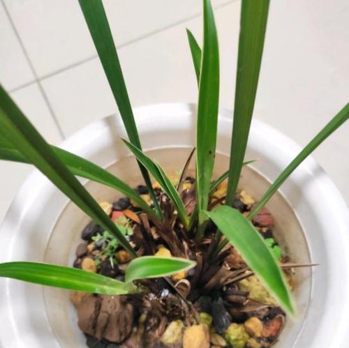 如何抢救受到烂根伤害的兰草？（如何抢救受到烂根伤害的兰草）