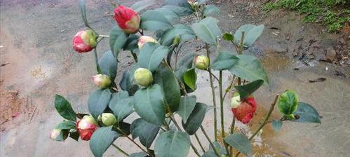 山茶花是否会结籽?(探寻山茶花的结籽现象及其原因)