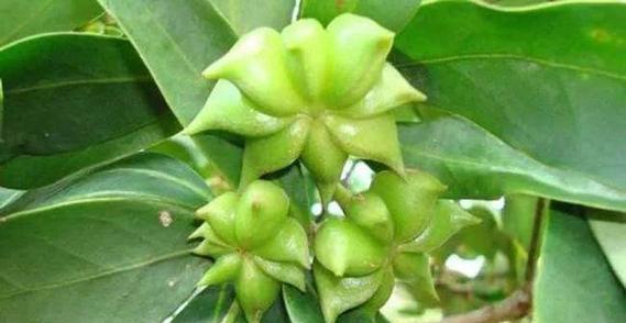 八角产量高吗?亩产量多少?(探究八角的种植及产量情况)