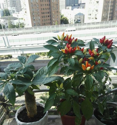小米椒的种植技巧（掌握这些技巧）