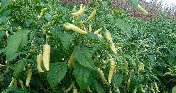 小米椒的种植技巧（掌握这些技巧）