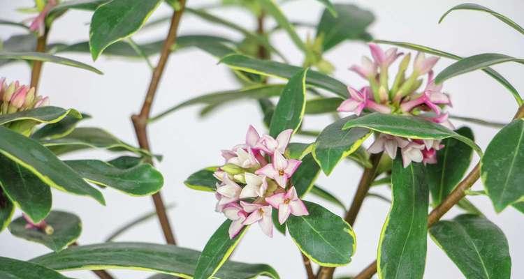 瑞香花(瑞香花语和花卉文化中的寓意探索)