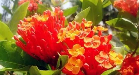 花开心动，花语解读心动的含义（心动之花）