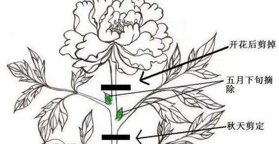 微月修剪方法详解（让你的微月树美美哒）