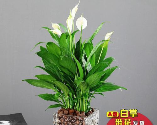 植物白掌的花语（探寻白掌花的花语及意义）